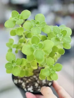 多肉植物　アロマティカス　木立大群生　超多頭　抜き苗