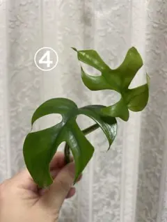 大人気のヒメモンステラ