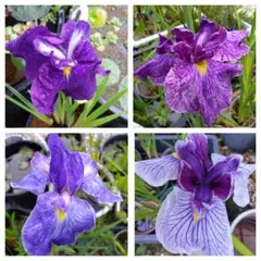 nanairo様専用　花菖蒲