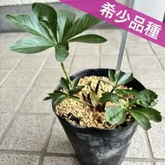 山野草 色丹島固有種 カタオカソウ 12F - メルカリ
