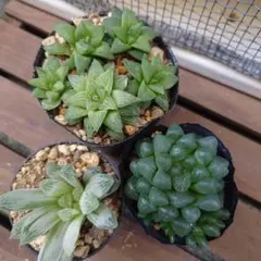 多肉植物 ハオルチア 3点セット⑤