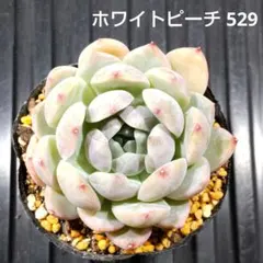 ホワイトピーチ 529 エケベリア 多肉植物 抜き苗