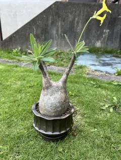 【大株】亀甲竜 塊根植物 フォークイエリア パキプス グラキリス コミフォラ 大株】亀甲竜 塊根植物 フォークイエリア パキプス グラキリス