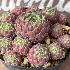 kaorin様 リクエスト 2点 まとめ商品