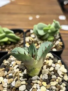 【チタノタ3種セット】黒犀牛　黒鯨　姫厳竜　鉢ごとメルカリ便発送 チタノタ3種セット 姫厳竜 海王 黒鯨 鉢ごとメルカリ便発送