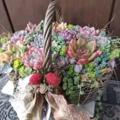 多肉植物 ♡そのまま飾れる寄せ植え♡バスケット✩.*˚