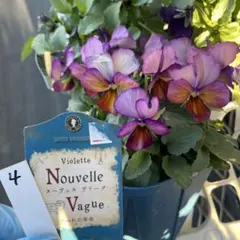 2026年最新】ビオラ ヌーヴェルヴァーグの人気アイテム - メルカリ