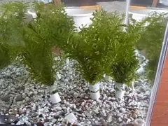 オオカナダモ(アナカリス） 10本　無農薬　長さ10～15ｃｍのサムネイル