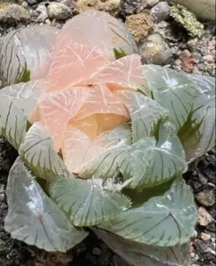 多肉植物　ハオルチア 碧璽オブツーサ錦　透明窓　超美品のサムネイル