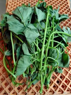 サユリ様専用ページ(⁠^⁠^⁠)