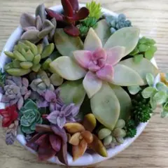 多肉植物カット苗