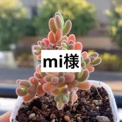 mi様　専用　鉢付き発送
