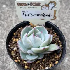 メルカリ便！札付き farmPALKファームパルク パルスノー＆クインコロネット 2026年最新】クインコロネットの人気アイテム - メルカリ