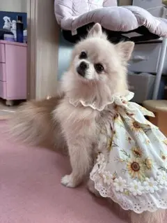 ハナ様専用