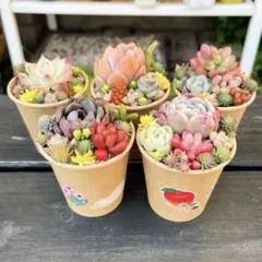 29 多肉植物の小さな寄せ植え☆そのまま飾れる☆5コセット☆期間限定・速達発送