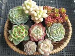 【2000フォロー感謝品】人気種いろいろ①★エケベリア★多肉★多肉植物★寄せ植え