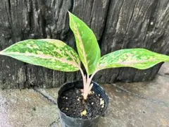 アグラオネマ
