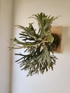 速達！P.willinckii Frosty Maiden Spore 03 - メルカリ