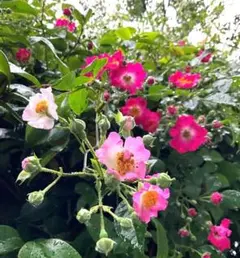 五家荘 ノイバラ 紅花 野バラ 原種のサムネイル