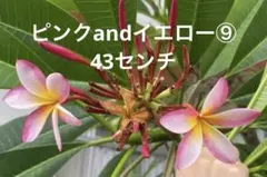 宮古島産　プルメリア　ピンクandイエロー　⑨ 約43センチ　カット苗のサムネイル