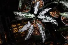 2026年最新】氷肌玉骨の人気アイテム - メルカリ