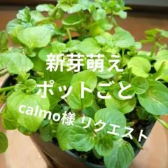 calmo様 リクエスト 3点 まとめ商品