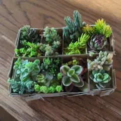 多肉植物 寄せ植えセット 詰め合わせ 初心者向け エケベリア セダム