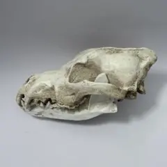 猿 頭蓋骨 頭骨 スカル 標本 剥製 - メルカリ