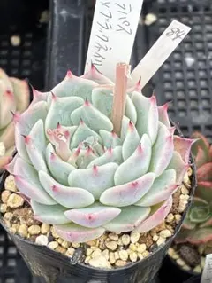 Merry様 リクエスト 3点 まとめ商品