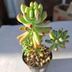 ❺多肉植物乙女心抜き苗