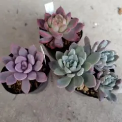 普及種　多肉植物　３種セット 根付き　抜き苗　C