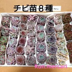 Waka様 リクエスト 2点 まとめ商品