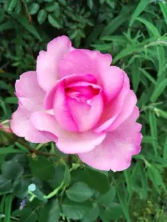 yonerimama様 リクエスト 4点 まとめ商品