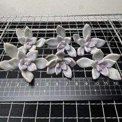 ＊琥珀＊様 リクエスト 2点 まとめ商品