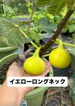 Yellow Long Neck 挿木苗 イチジク Yellow 希少イチジク苗 Yellow Long Neck（イエローロングネック