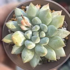 多肉植物 エケベリア おもち - メルカリ