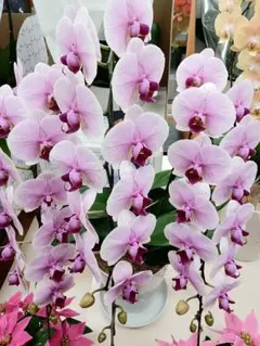 レア♡胡蝶蘭♡マザーチーク♡3.5号♡メルカリ便 - メルカリ