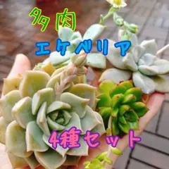 多肉植物　エケベリア　4種セット