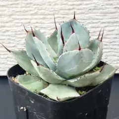 2025年最新】アガベ パリートランカータの人気アイテム - メルカリ