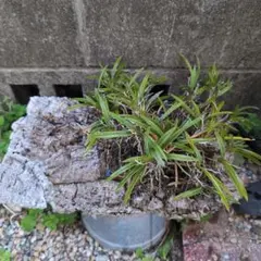 天然 山採り株 富貴蘭 風蘭 複数株ありのサムネイル