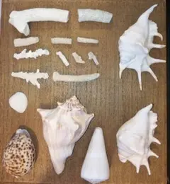貝殻と珊瑚のセット