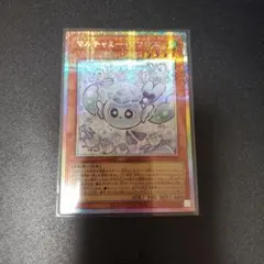 【自引き・極美品】マルチャミー・フワロス プリシク