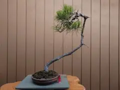盆栽 赤松 樹高82cm - メルカリ