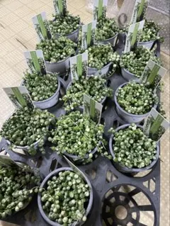 可愛い♡マーブルネックレス4個♡2.5号♡メルカリ便で 可愛い♡マーブルネックレス4個♡2.5号♡メルカリ便で 可愛い