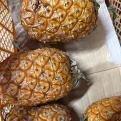 大特価】パイナップル！ジュワリーパイン7kg（1玉500g前後12〜16個程