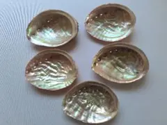 と8　日本海産天然あわび貝殻5枚♪まとめ売り♪送料込み♪
