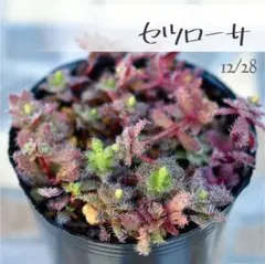 こりんご様 リクエスト 7点 まとめ商品