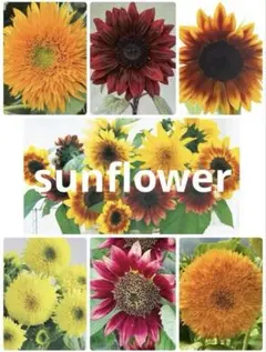 ひまわり　向日葵　種子7種類14粒セット+おまけ他種付　お値下げ中のサムネイル