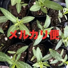 お得な5個セット　フウセントウワタ（風船唐綿）風船トウワタ　メルカリ便込　抜き苗のサムネイル