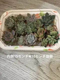 多肉植物　抜き苗　カット苗　10種プラス名無し苗③